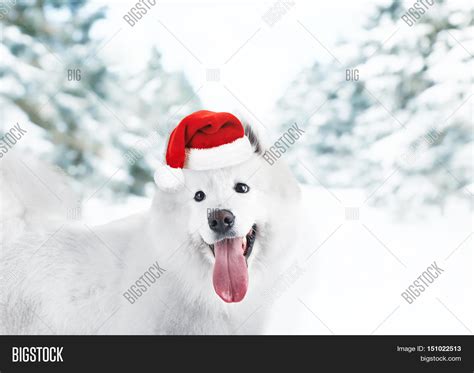 Fluffy Samoyed Dog Image & Photo (Free Trial) | Bigstock