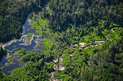 Boreal Forest - Animals, Plants & Facts