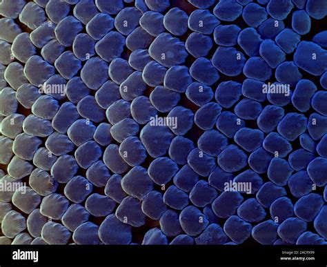 Shark skin. Coloured scanning electron micrograph (SEM) of scales on ...