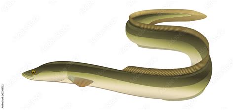 European Eel (Anguilla anguilla) Salt/Freshwater Fish Stock Vector ...