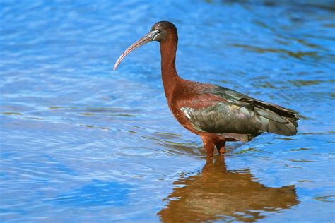 African Waterbirds - Nature & Wildlife Photography