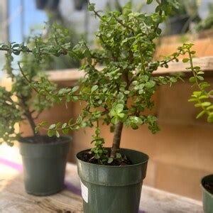 Elephant Bush Bonsai Porkbush Purslane Tree Dwarf Jade Spekboom