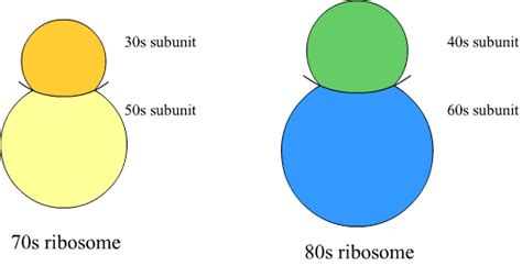 Ribosomes Diagram - ClipArt Best