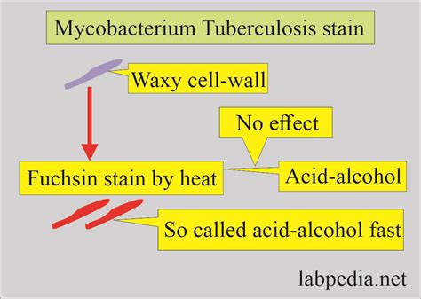 Mycobacterium Tuberculosis Part 4 Afb Stain Acid Fast Bacilli