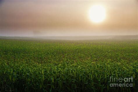 Sunrise Over Cornfield Photograph By Don Landwehrle Fine Art America