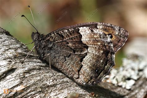 Gro Er Waldportier Bild Bestellen Naturbilder Bei Wildlife Media