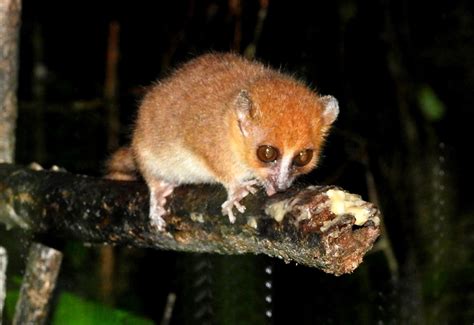 L Mures Los Ex Ticos Habitantes De Los Bosques De Madagascar Por