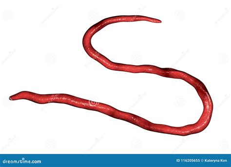 Onchocerca Volvulus A Roundworm Nematoda That Causes Onchocerciasis