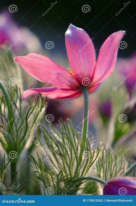 Blooming Eastern Pasque Flower Knows Also As Prairie Crocus Or Cutleaf