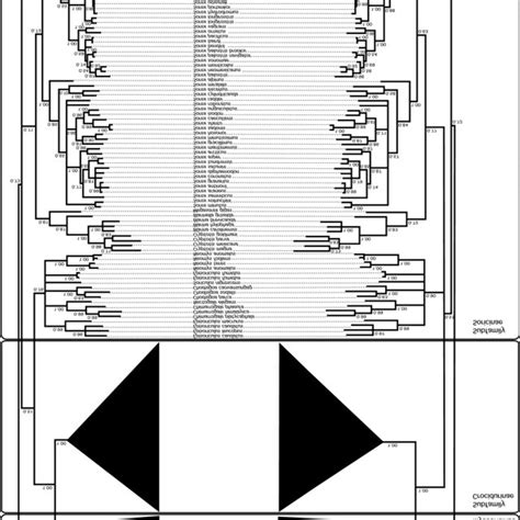 Topology Showing Details Of Associations Among Species Belonging To The Download Scientific