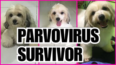 Parvovirus Survivor Youtube