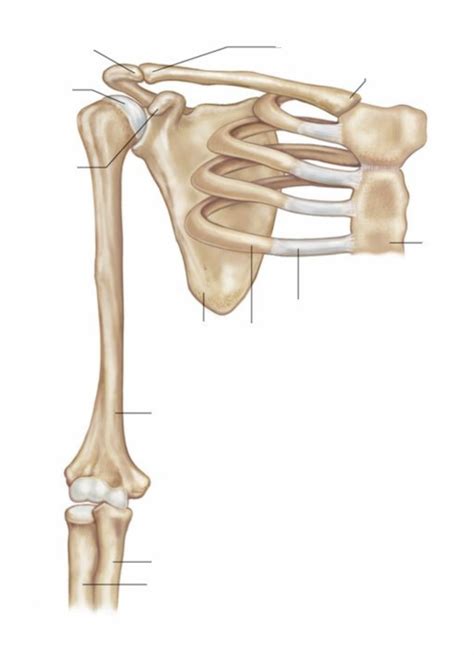 Pectoral Girdle Diagram Quizlet