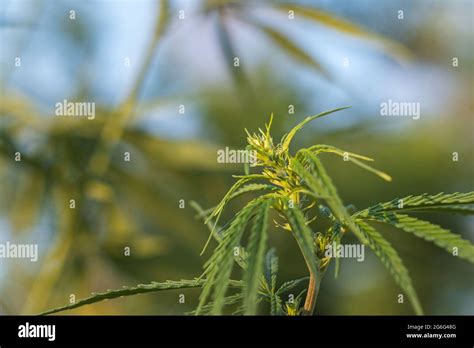 Female marijuana plant hi-res stock photography and images - Alamy