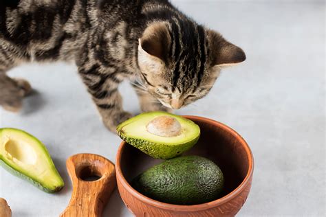 Can Cats Eat Avocado Is Avocado Healthy To Cats Cooper Pet Care