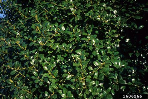 Holly Genus Ilex