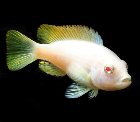 Malawi Mbuna Cichlid Maylandia Greshakei Albino Single Size 2