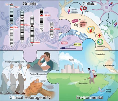 Parkinson Disease Translating Insights From Molecular Mechanisms To