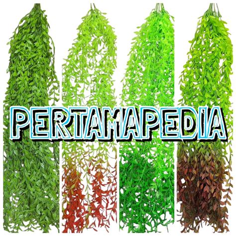 Jual Daun Juntai Lee Kwan Yew Plastik Juntai Lee Kwan Yu Plastik Daun