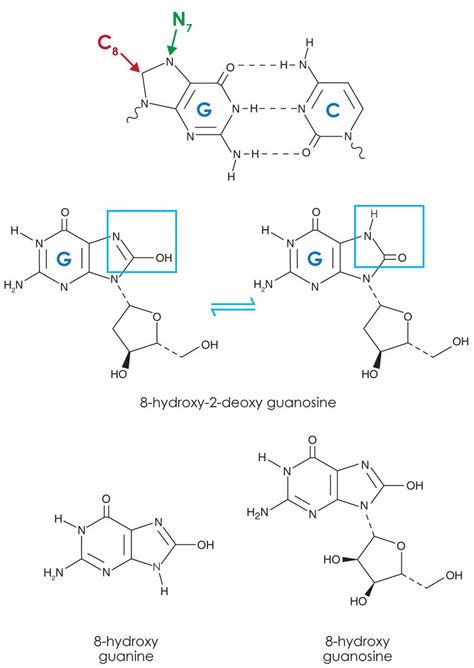 Dna Damage Roles In Diseases And Therapies Cayman Chemical