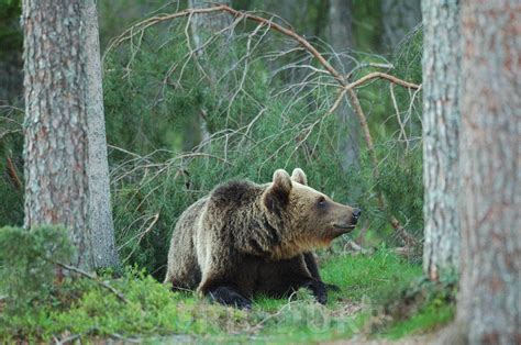 Eric D Rr Photographie Ours Pensif