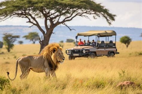 Tourists In A Safari Jeep Shooting One Male Lion Lying Near The Road