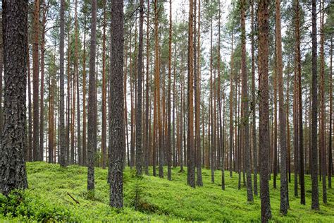 Miškų Supirkimo Procesas Žurnalas Lietuvė