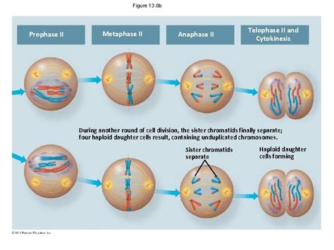 Figure 13 8 a Metaphase I Prophase I