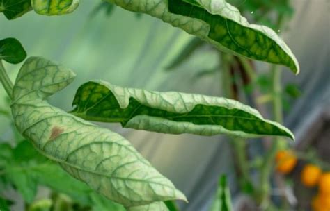 Why Are My Tomato Leaves Curling