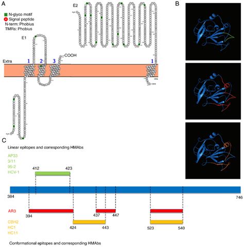 Epitope Distribution Of Envelope Protein A Topology Analysis Of