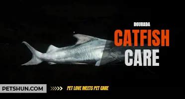 Baby Catfish Care Sheet: Essential Tips For Raising Happy And Healthy ...