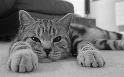 Hd Lazy Cat Wallpaper Download Free 121936