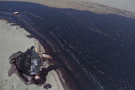 oil pollution act summary  impact