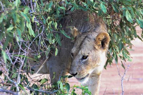 Excursion D Une Journ E Au Parc National De Nairobi Getyourguide