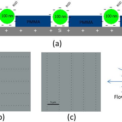 Nanoarray Surface Patterning A Rgd Conjugated Nanoparticle Array