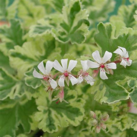 Muskatduftpelargonie Pelargonium Creamy Nutmeg Kr Uterei