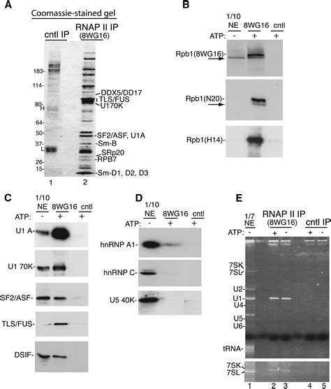 Sr Proteins Function In Coupling Rnap Ii Transcription To Pre Mrna