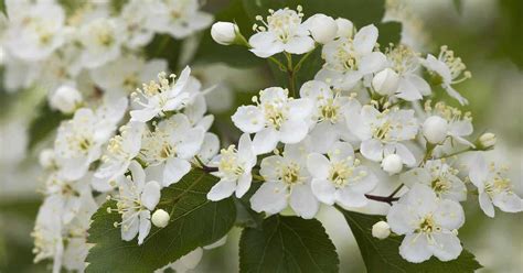 Hawthorne Bush The Ultimate Guide To Growing And Caring For Hawthorne