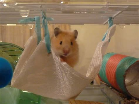 Homemade Hammock Page 3 Hamster Central Hamster Habitat Hamster