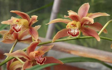 Details 48 Cuidados De Orquideas Cymbidium Abzlocal Mx