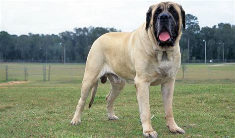 Mastiff Dog Breed Information