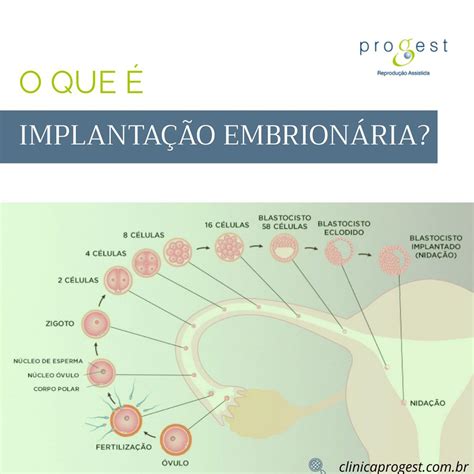 Quando Ocorre A Implantação Do Embrião