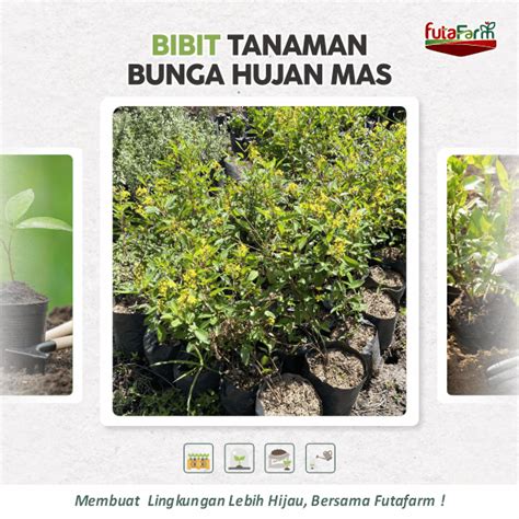 BUNGA HUJAN EMAS - Futa Farm