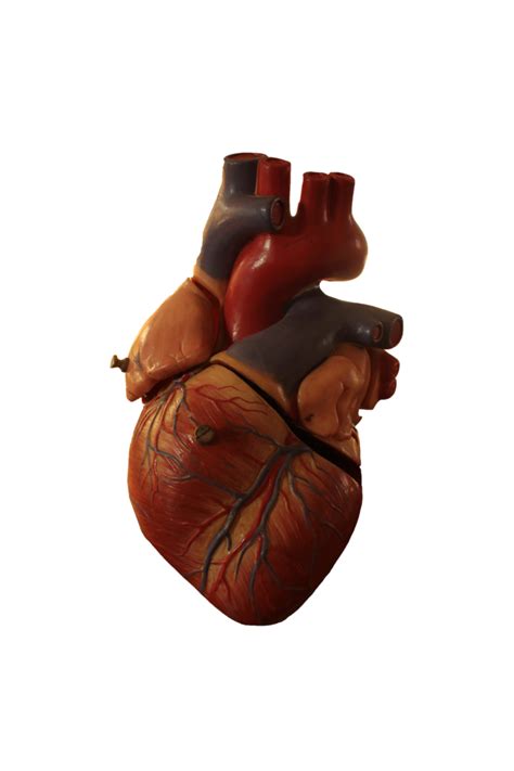 Vector Human Heart Free Png Image