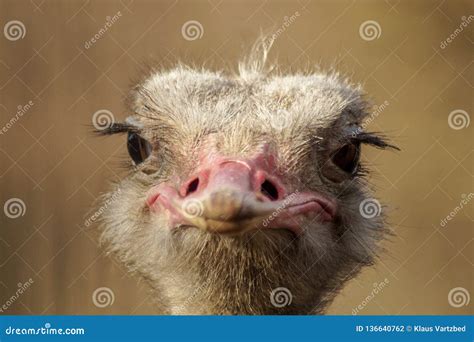 Funny Portrait Of An Ostrich Stock Photo Image Of Africa Neck 136640762