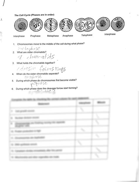 SOLUTION: Mitosis worksheet and diagram identification - Studypool