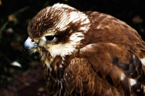 Jack Harris Hawk Free Stock Photo Public Domain Pictures