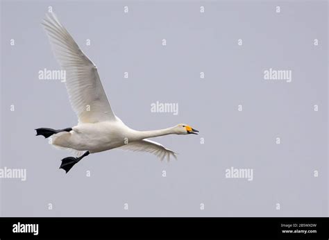 Whooper Swan Cygnus Cygnus In Flight Over Light Grey Sky With Open