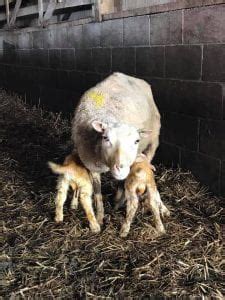 Pregnancy Toxemia Ketosis In Ewes And Does Osu Sheep Team