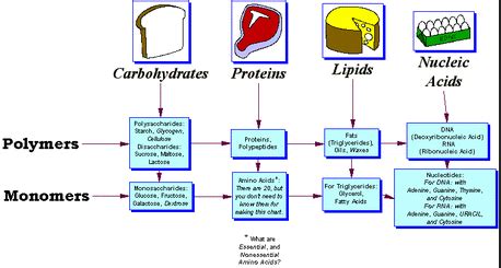 3 Chapter Macromolecules Diagram | Quizlet