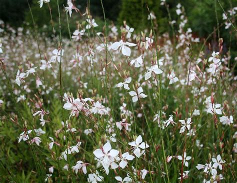 Gaura Lindheimeri So White White Gaura Plantinfo